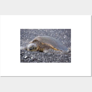 turtle Posters and Art